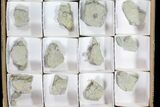 Wholesale Lot of Blastoid Fossils On Shale - Pieces #78176-1